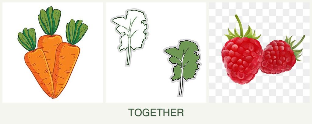 Can you plant carrots, kale and raspberries together?