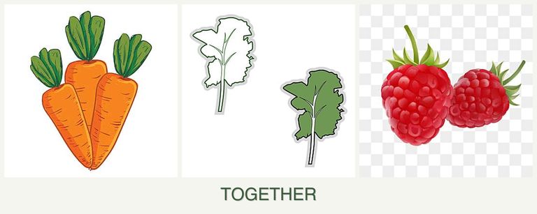 Can you plant carrots, kale and raspberries together?