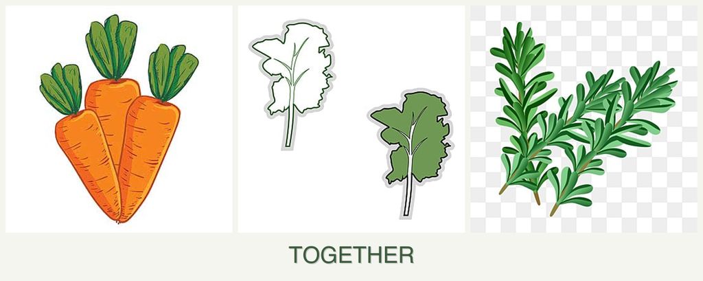Can you plant carrots, kale and rosemary together?