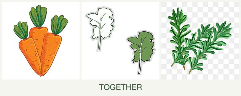 Can you plant carrots, kale and rosemary together?