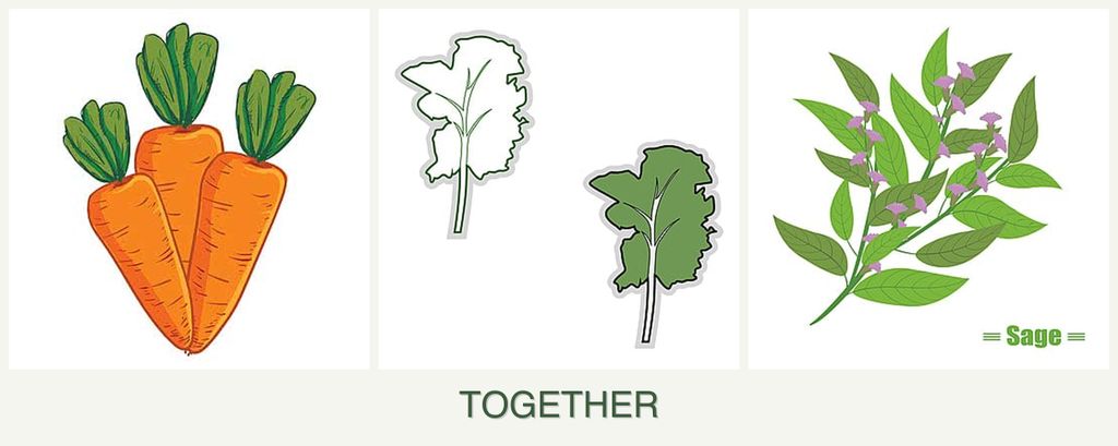 Can you plant carrots, kale and sage together?