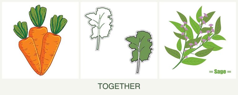 Can you plant carrots, kale and sage together?
