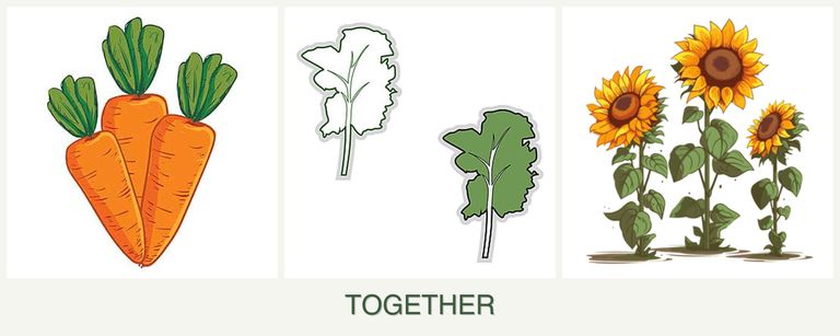 Can you plant carrots, kale and sunflowers together?