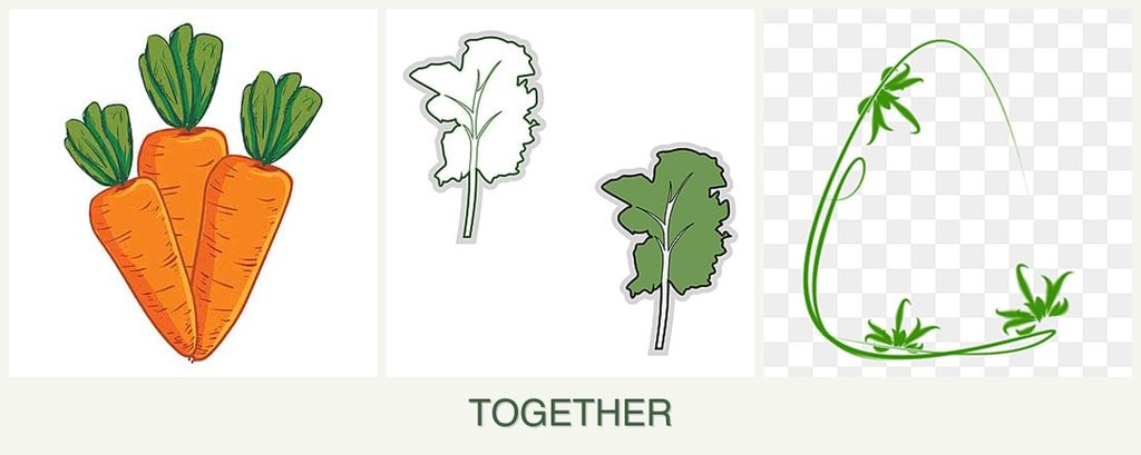 Can you plant carrots, kale and tarragon together?