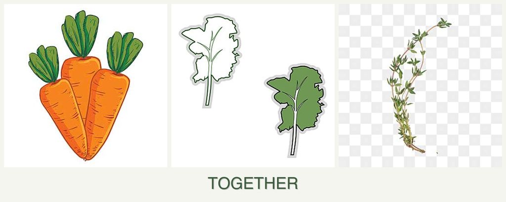 Can you plant carrots, kale and thyme together?
