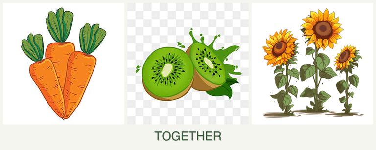 Can you plant carrots, kiwi and sunflowers together?