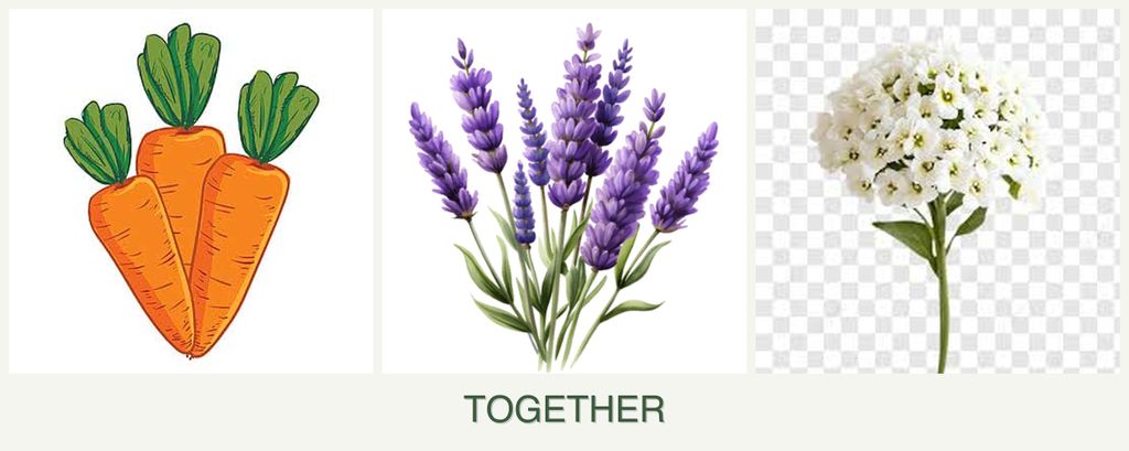 Can you plant carrots, lavender and alyssum together?