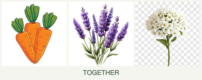 Can you plant carrots, lavender and alyssum together?