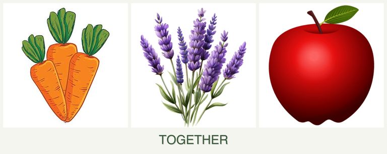 Can you plant carrots, lavender and apples together?