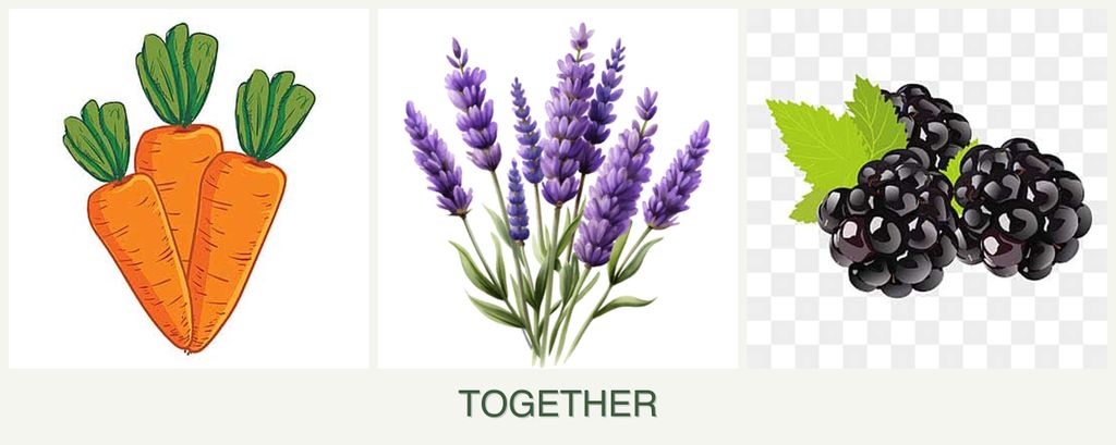 Can you plant carrots, lavender and blackberries together?
