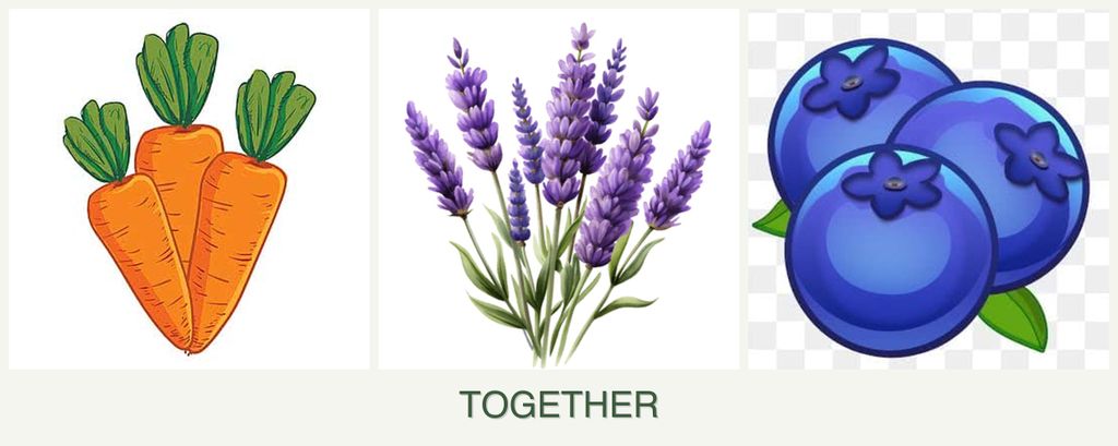 Can you plant carrots, lavender and blueberries together?