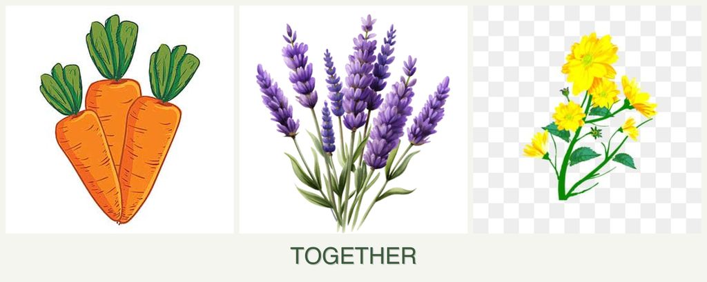 Can you plant carrots, lavender and calendula together?