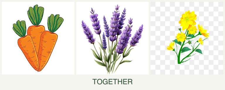 Can you plant carrots, lavender and calendula together?