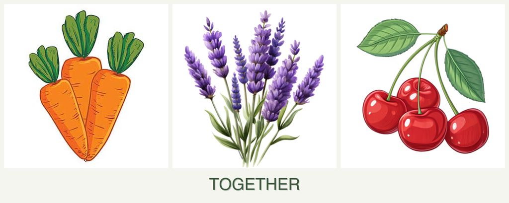 Can you plant carrots, lavender and cherries together?