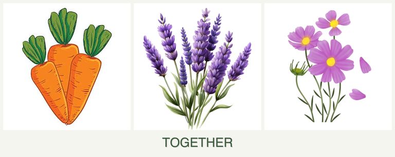 Can you plant carrots, lavender and cosmos together?