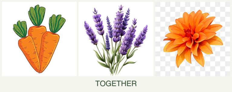 Can you plant carrots, lavender and dahlias together?