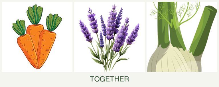 Can you plant carrots, lavender and fennel together?