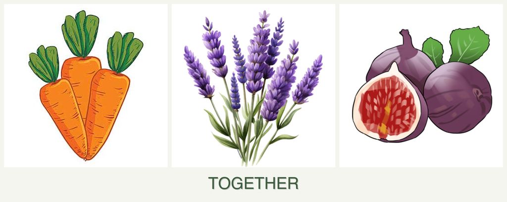 Can you plant carrots, lavender and figs together?