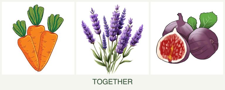 Can you plant carrots, lavender and figs together?