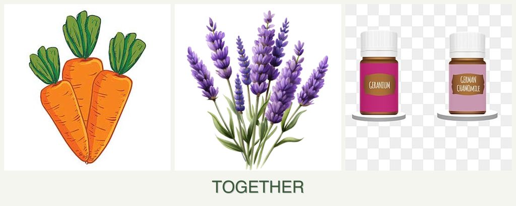 Can you plant carrots, lavender and geraniums together?