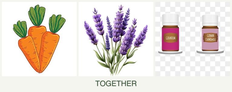 Can you plant carrots, lavender and geraniums together?