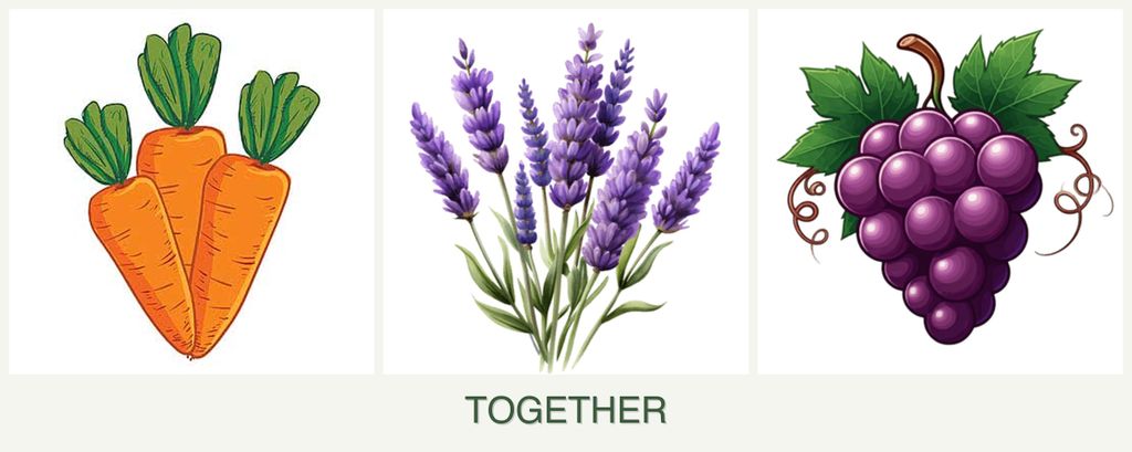 Can you plant carrots, lavender and grapes together?