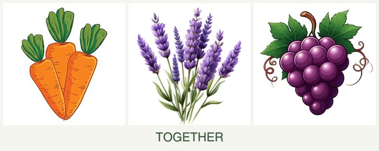 Can you plant carrots, lavender and grapes together?