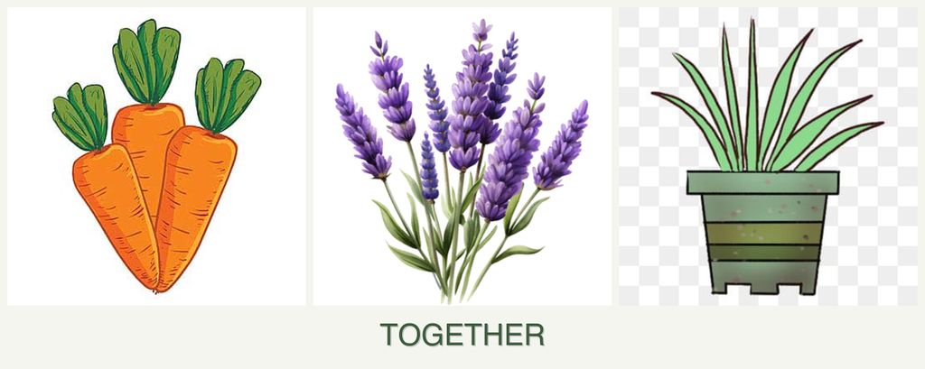 Can you plant carrots, lavender and lemongrass together?