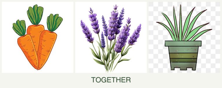 Can you plant carrots, lavender and lemongrass together?
