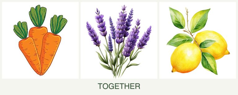 Can you plant carrots, lavender and lemons together?