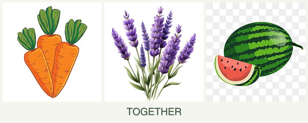 Can you plant carrots, lavender and melons together?