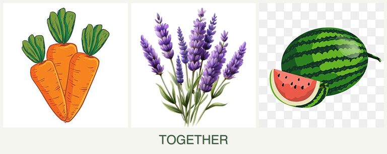 Can you plant carrots, lavender and melons together?