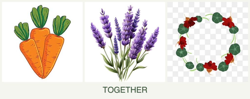 Can you plant carrots, lavender and nasturtiums together?