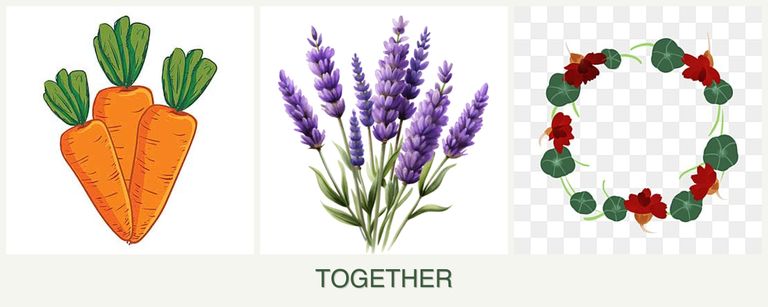 Can you plant carrots, lavender and nasturtiums together?