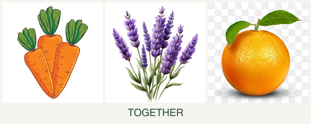 Can you plant carrots, lavender and oranges together?