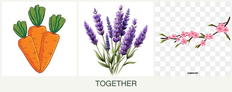 Can you plant carrots, lavender and peaches together?