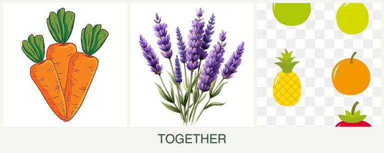 Can you plant carrots, lavender and pears together?
