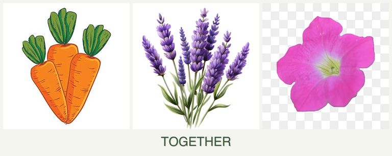 Can you plant carrots, lavender and petunias together?