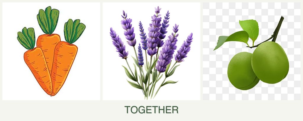 Can you plant carrots, lavender and plums together?