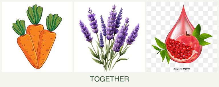 Can you plant carrots, lavender and pomegranates together?