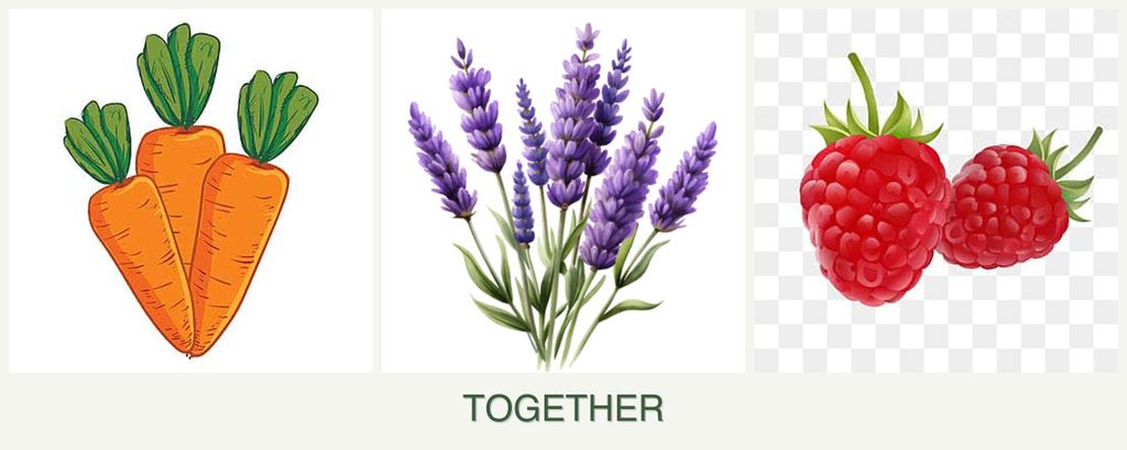 Can you plant carrots, lavender and raspberries together?