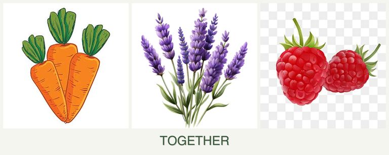 Can you plant carrots, lavender and raspberries together?