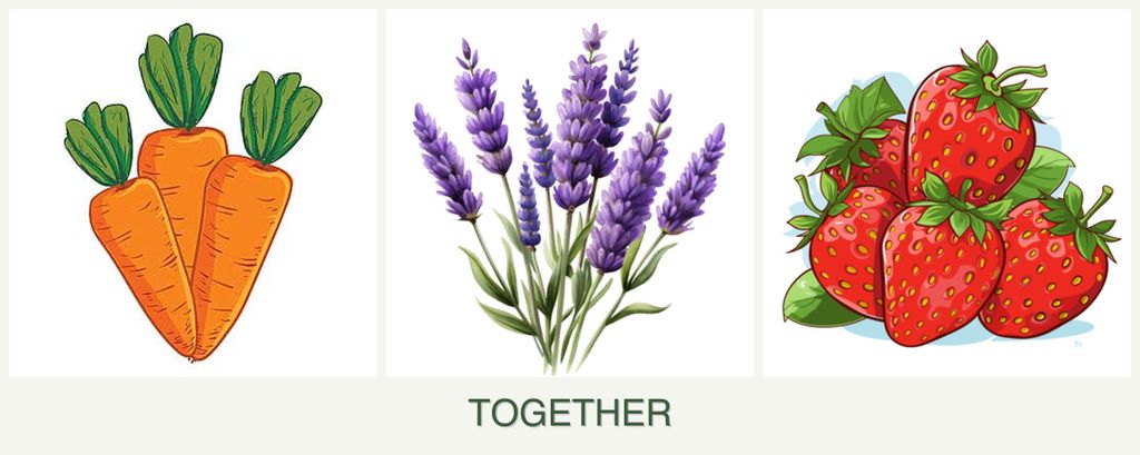 Can you plant carrots, lavender and strawberries together?