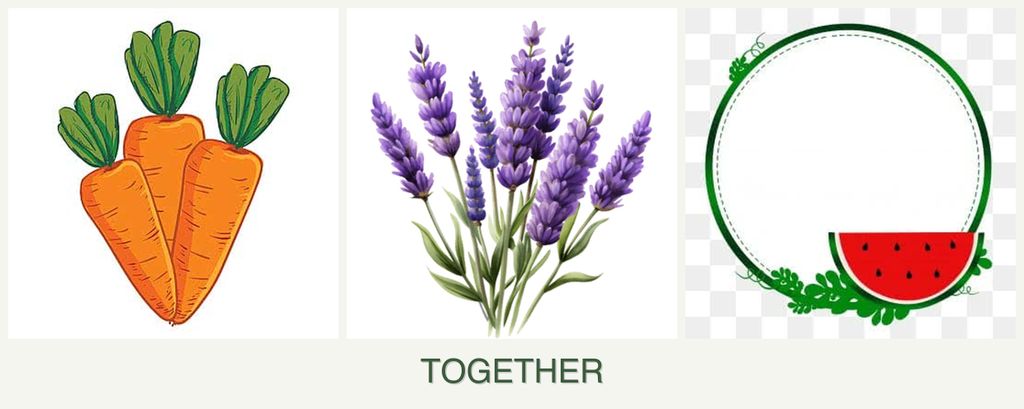 Can you plant carrots, lavender and watermelons together?
