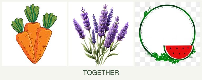 Can you plant carrots, lavender and watermelons together?