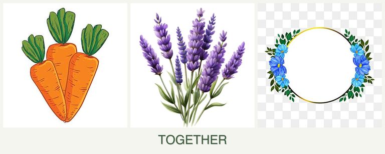Can you plant carrots, lavender and zinnias together?