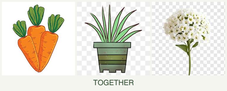 Can you plant carrots, lemongrass and alyssum together?
