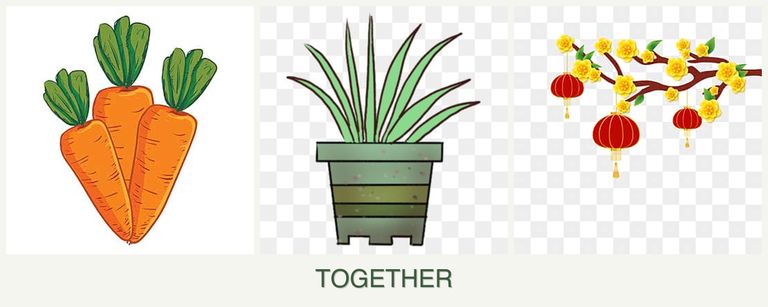 Can you plant carrots, lemongrass and apricots together?
