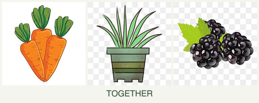 Can you plant carrots, lemongrass and blackberries together?