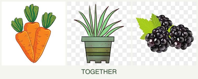 Can you plant carrots, lemongrass and blackberries together?